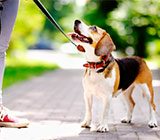 Cuidadores de Animais em São João de Meriti